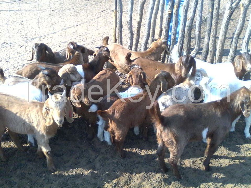 100% PURE BREED BOER AND RED KALAHARI GOATS