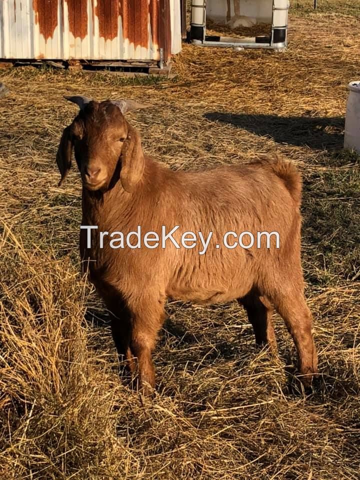 100% PURE BREED BOER AND RED KALAHARI GOATS