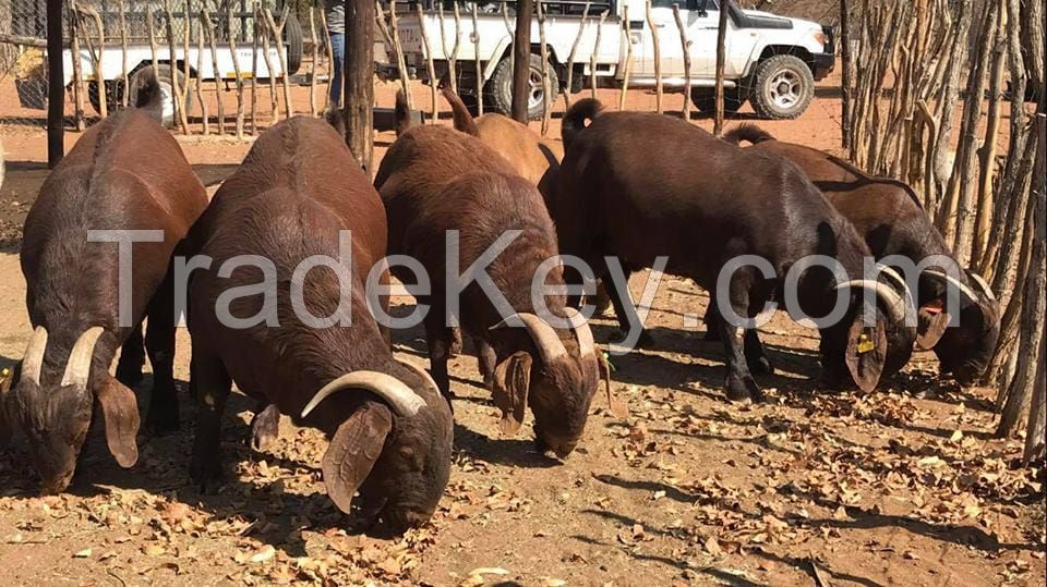 100% PURE BREED BOER AND RED KALAHARI GOATS