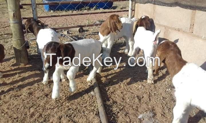 100% PURE BREED BOER AND RED KALAHARI GOATS