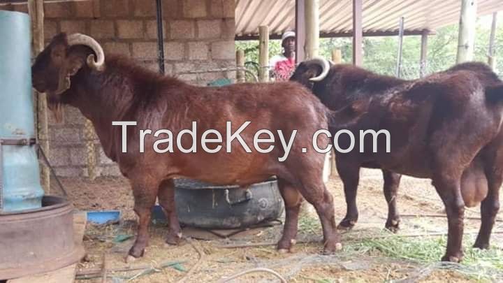 100% PURE BREED BOER AND RED KALAHARI GOATS