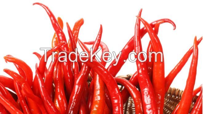 Chilli Pepper