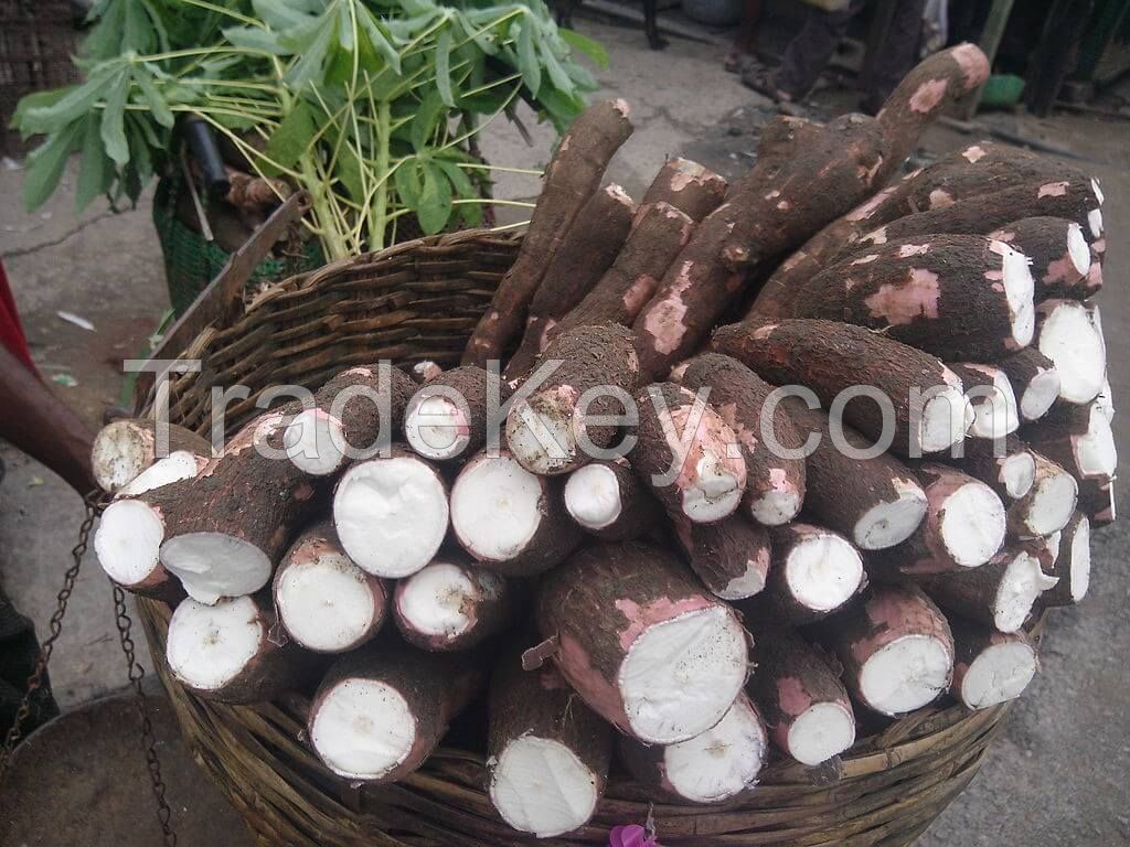 Cassava