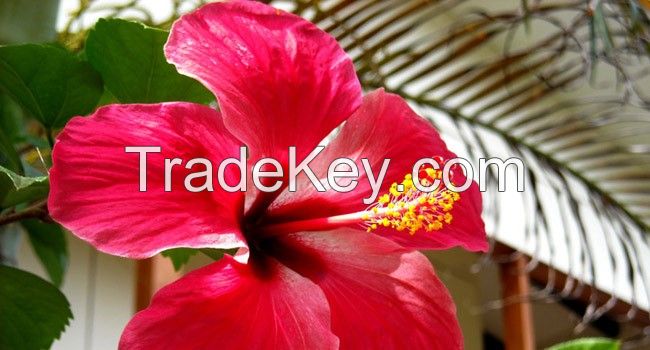 Dried Hibiscus Flower