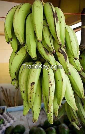 Organic Green Plantain