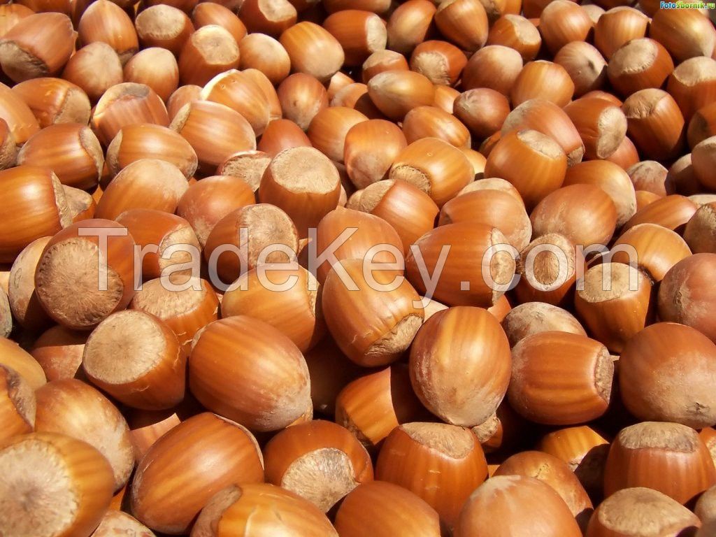 macademia nuts