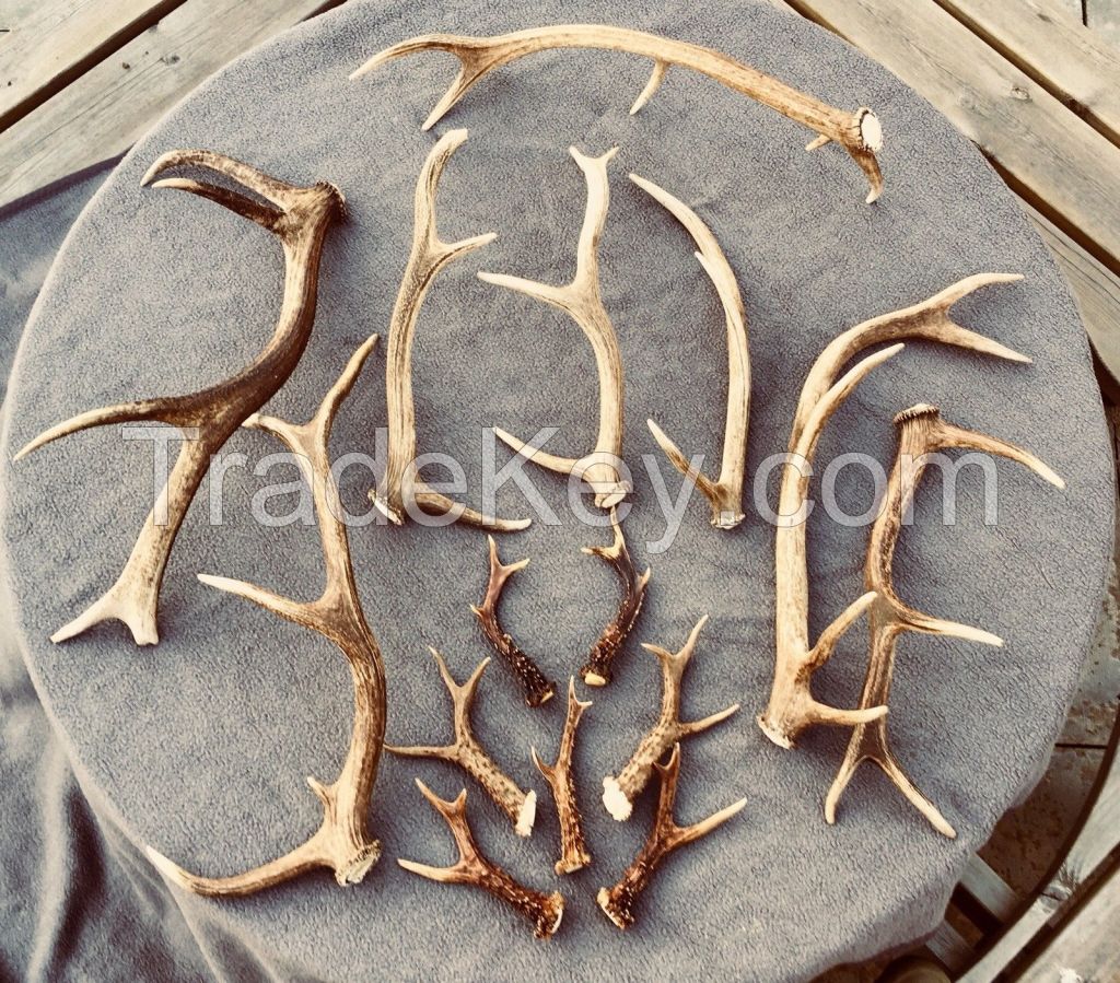 Red Deer Antlers Grade A+++