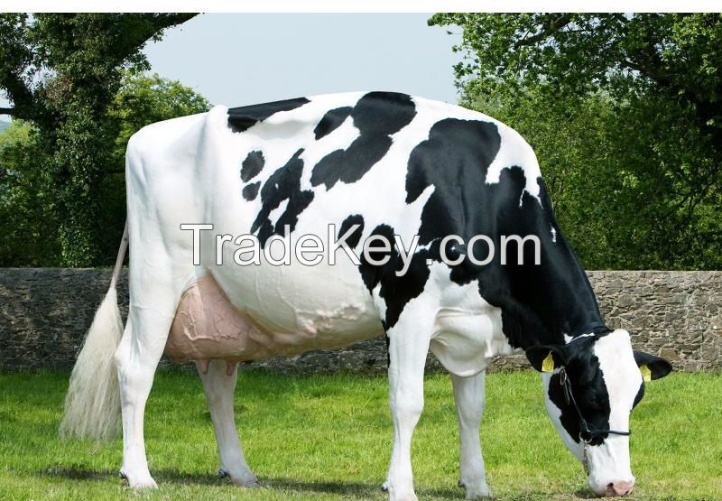 Holstein Heifers Dairy Cows~Calving in milk , 28 - 32 liter milk