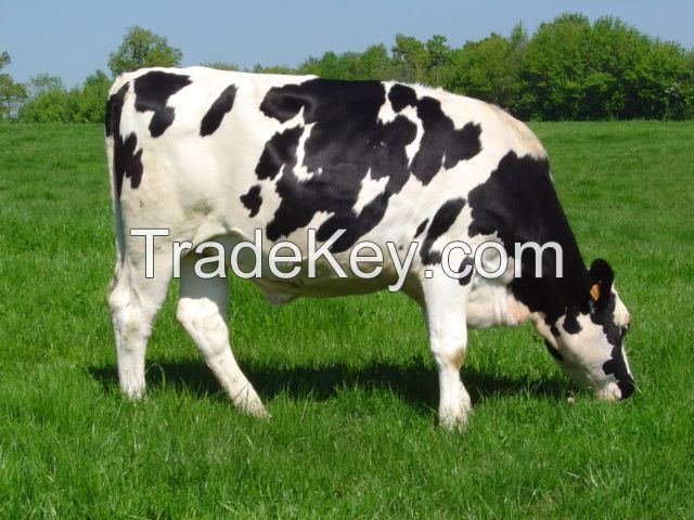 Holstein Heifers Dairy Cows~Calving in milk , 28 - 32 liter milk