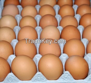 Fresh Chicken Eggs ( White and Brown)