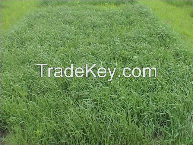 Timothy Hay, Mixed Hay, Grain Hay Best Quality