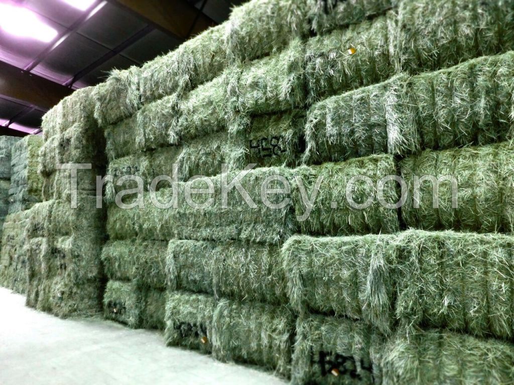 Timothy Hay, Mixed Hay, Grain Hay Best Quality