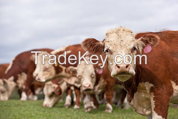 Available quality cattle livestock - Pregnant Heifers - Angus - Hereford - Charolais - Limousin - Simmenthal - Hybrids