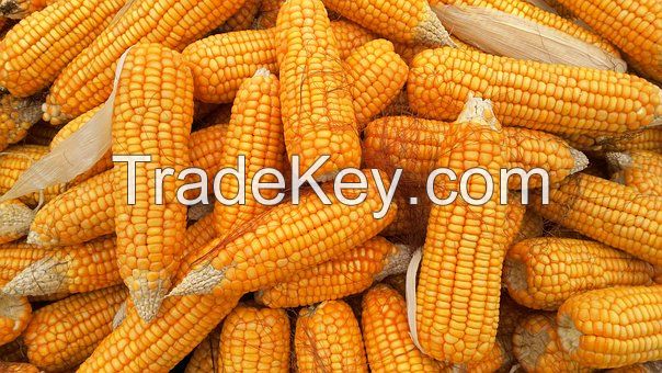 High quality Corn from Madagascar