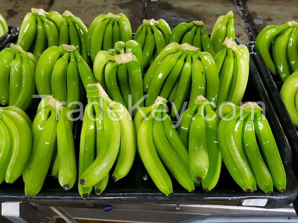 Cavendish Bananas 