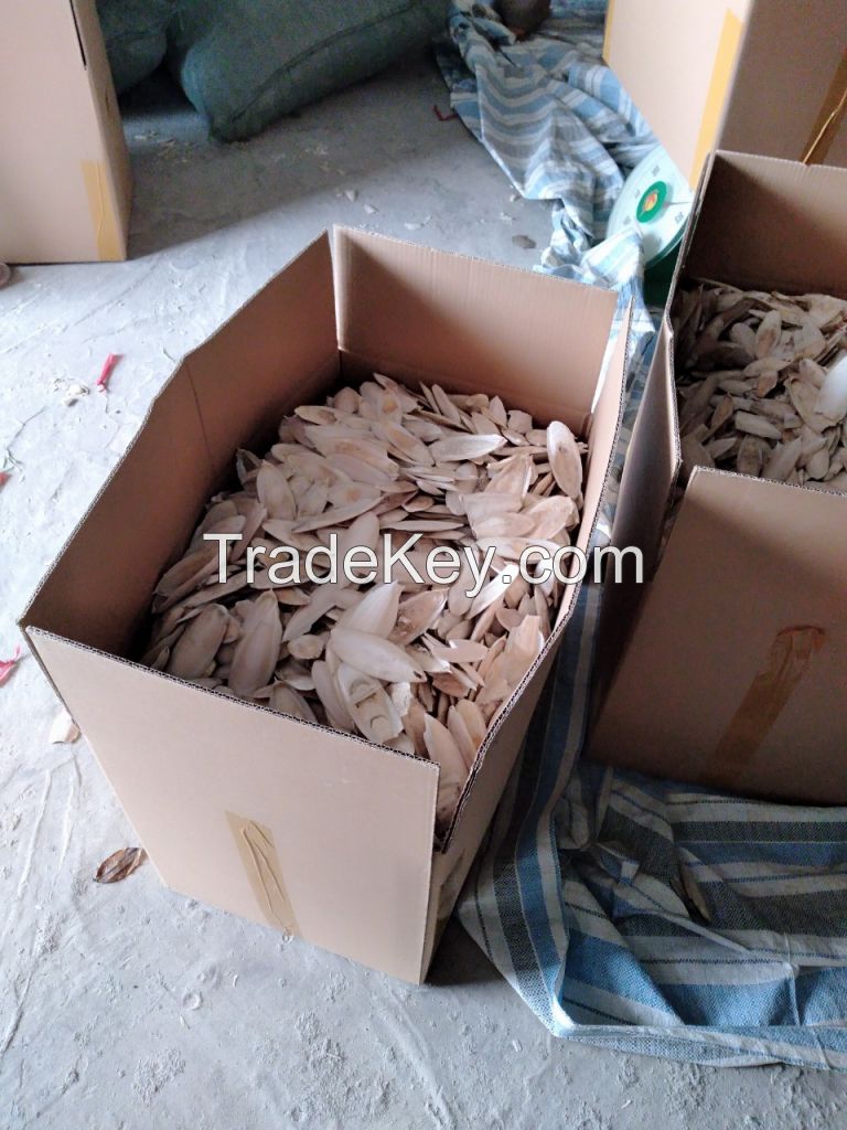 Cuttlefish Bones For Birds With Natural Color or Bleached White Color 0084947900124