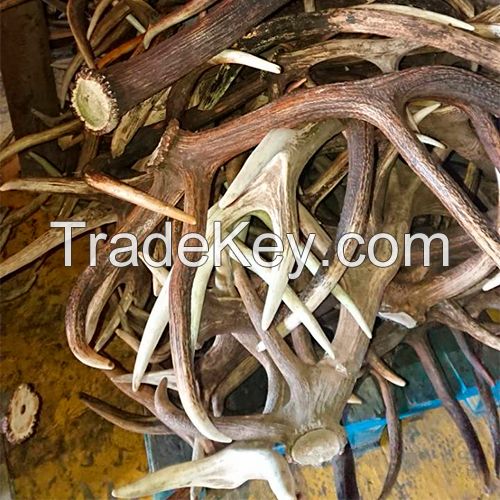 Altai Deer Horns