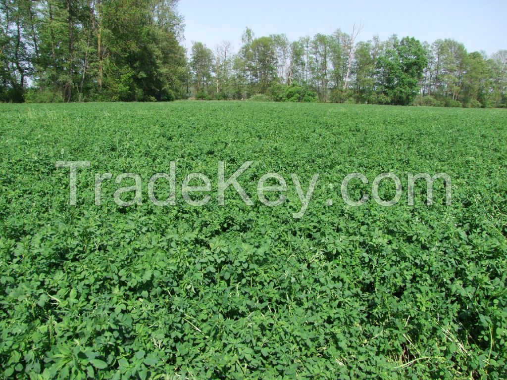 Alfalfa hay in bales production in Croatia