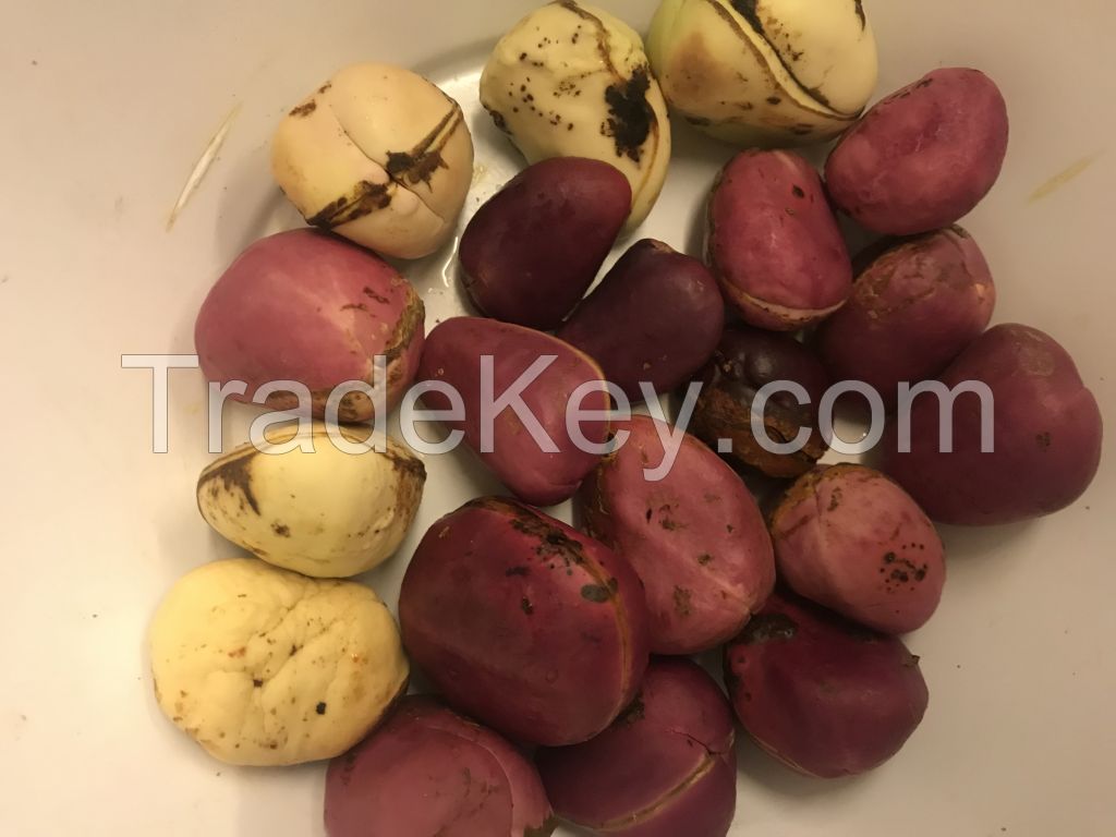 Kola Nuts