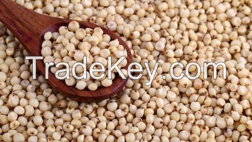 Sorghum