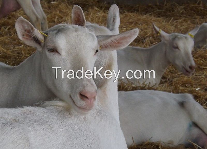 High Milking Goats from Turkey