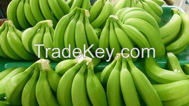 Green Bananas