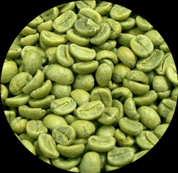 Green Coffee Bean Extract Chlorogenic Acid Powder 50%