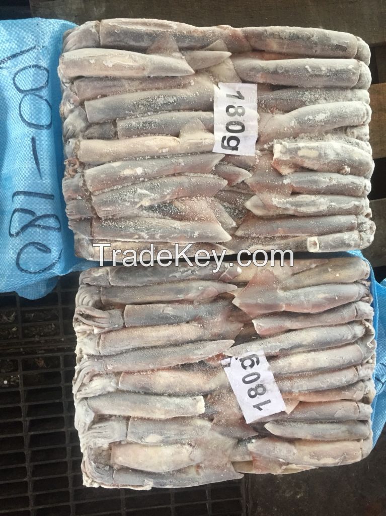 Frozen Illex Squid 100-180g