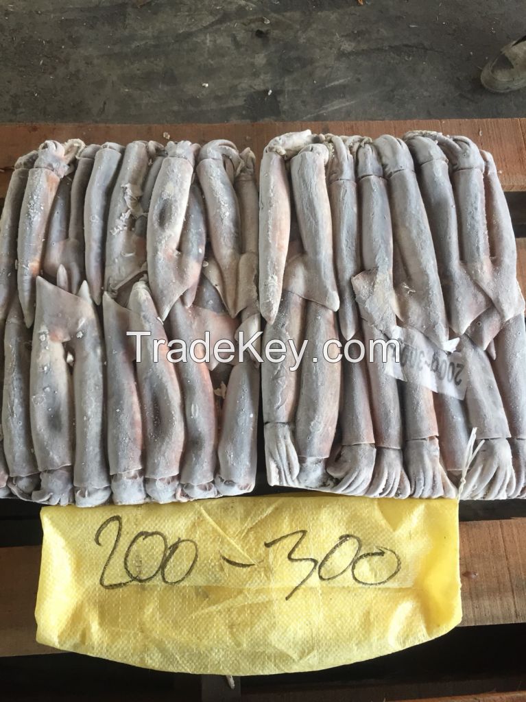 Frozen Illex Squid 200-300g