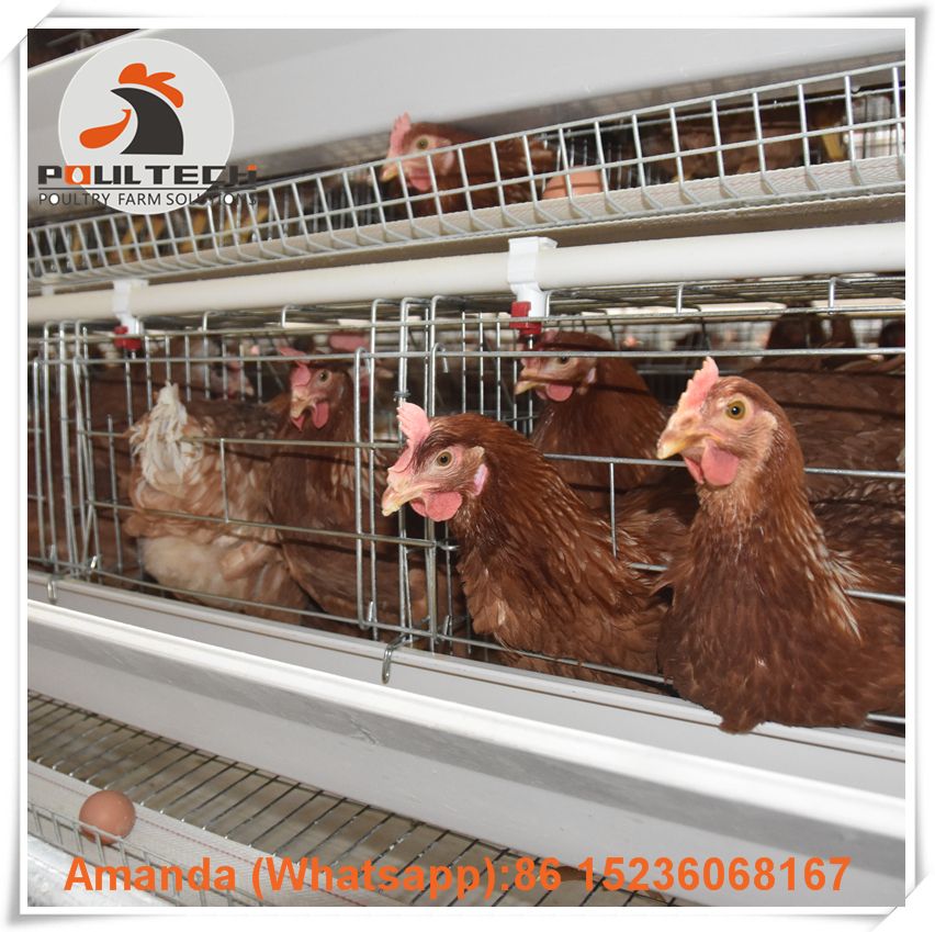 Oman Poultry Farming Battery Chicken Cage & Layer Cage & Laying Hen Cage & Chicken Coop with Automatic Feeding&Drinking System in Layer Shed