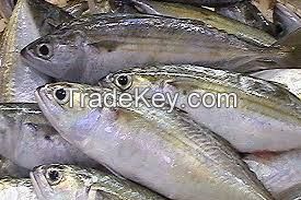 Mackerel fish, Bonito fish, Tuna fish, Tilapia fish, Frozen shrimps, Squids, Crabs