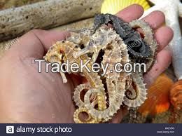 Dry sea horse , Gallstones and Arowana fishes for sale.