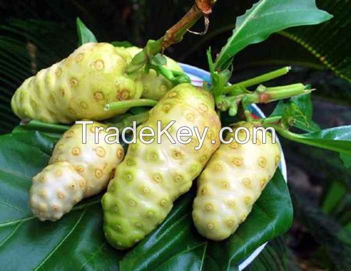 Material Noni Fruit/ Morinda Citrifilia Extract Powder