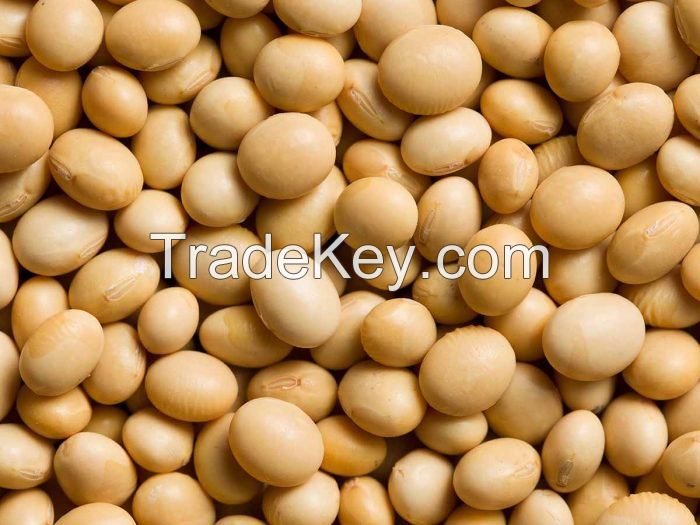 High Quality Rich Yellow Soy Bean