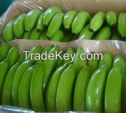 FRESH CAVENDISH BANANA