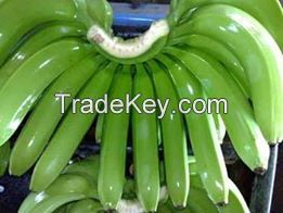 FRESH CAVENDISH BANANA