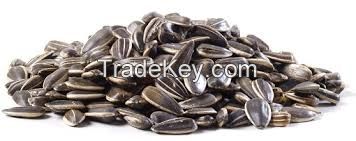 Wholesale 363 sun flower seeds with cheap price