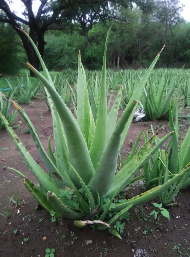 Aloe vera Pulp