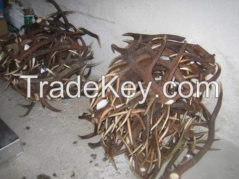 Buy Red Deer Antlers | Fallow deer Antlers | Roe deer antlers