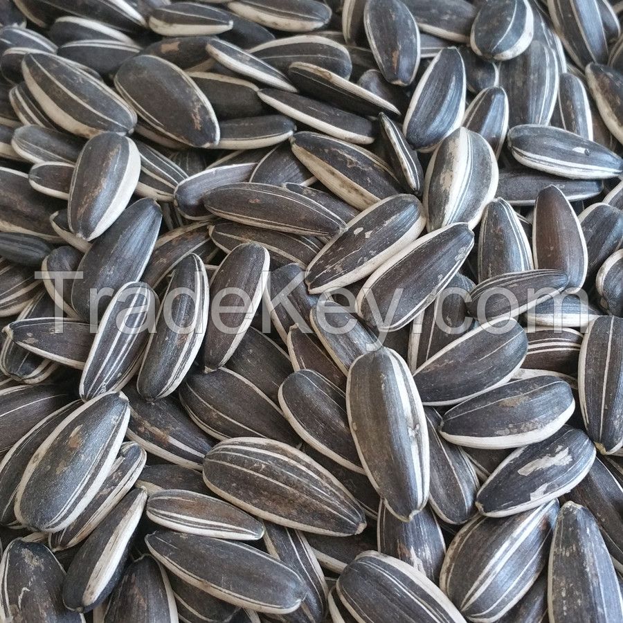 sunflower seeds type 5009