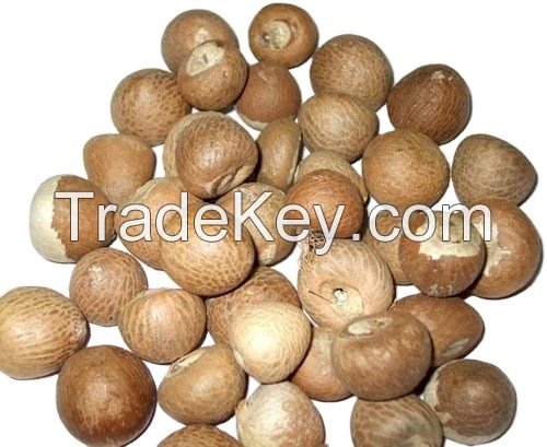 Macadamia Nuts / Betel Nuts