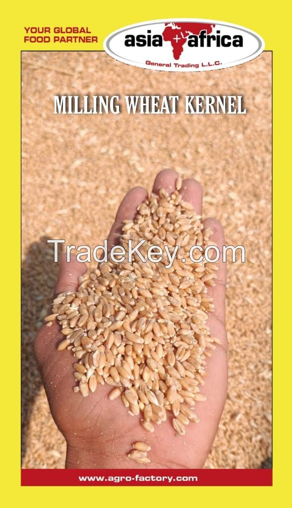 Wheat Grain