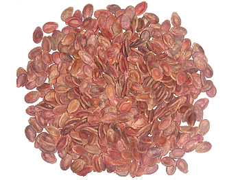 pumpkin seeds