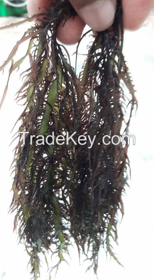 seaweed Gigartina chamissoi dry