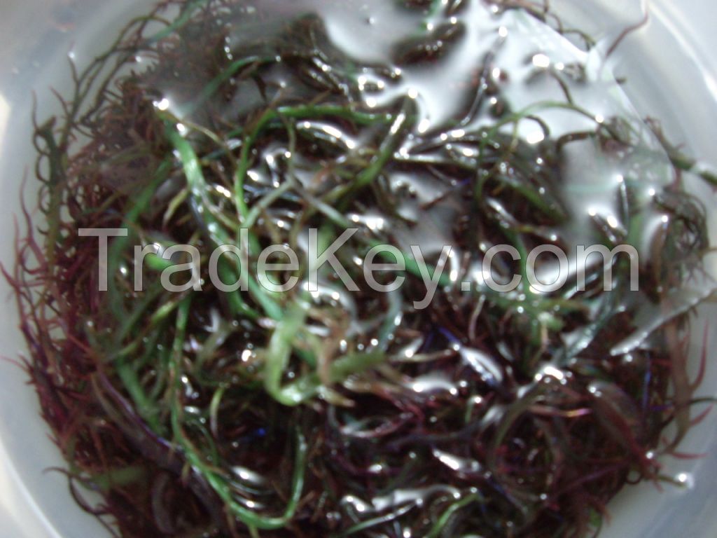 seaweed chondracanthus chamissoi