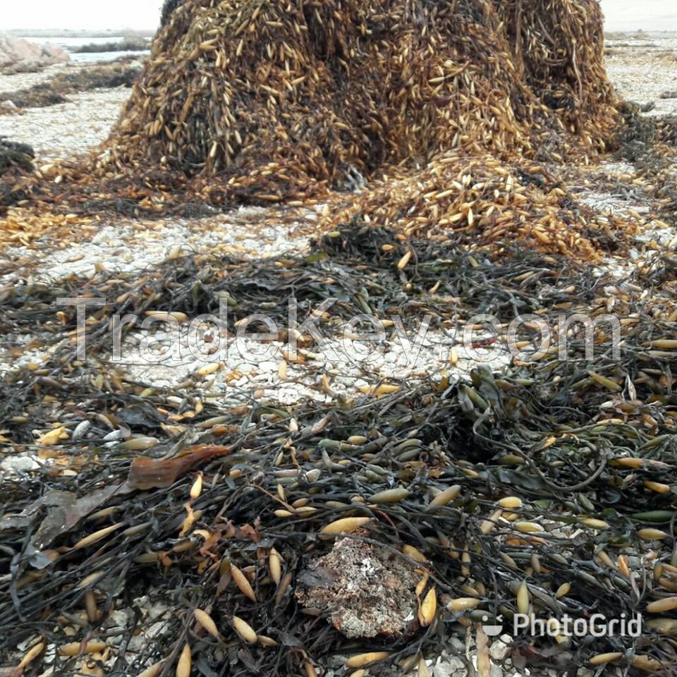 seaweed macrocystis integrifolia pyrifera choped brown