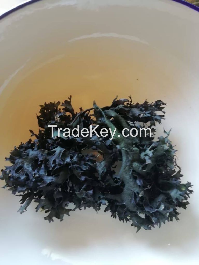 seaweed seamoss  chondrus crispus irishmoss gracilaria