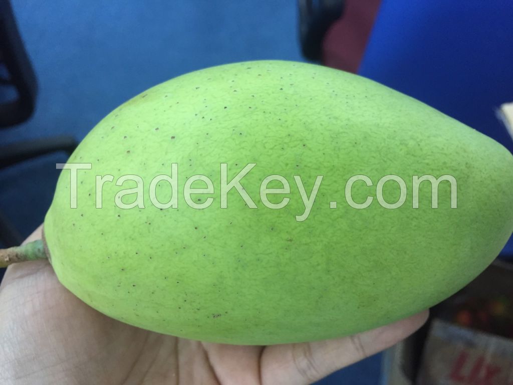 FRESH CATCHU MANGOS VIETNAM