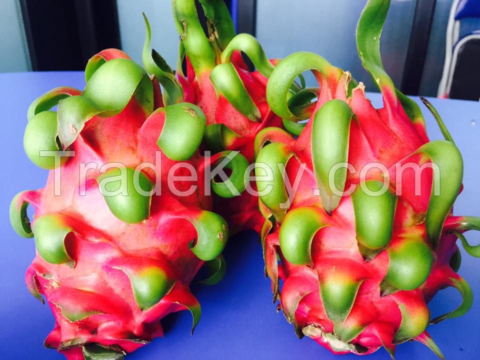 FRESH DRAGON FRUIT