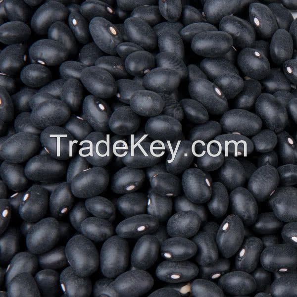 best quality black beans grains good price